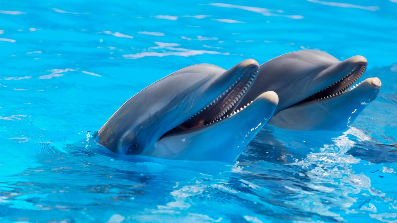 Nado con delfines en Cancún, viaje con niños
