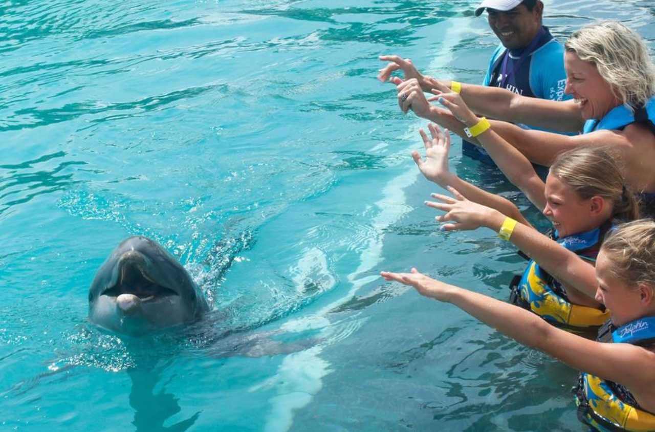 nado con delfines