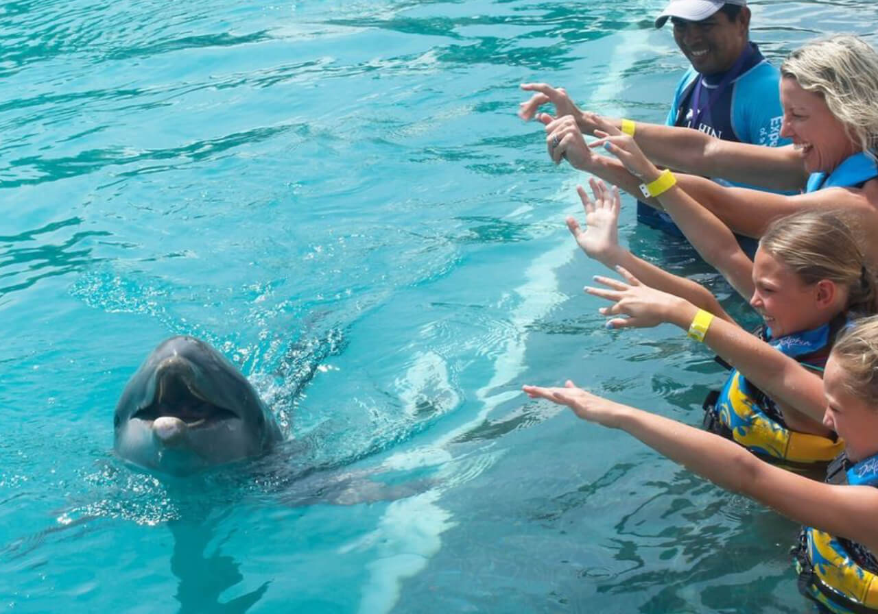 puente de marzo con delfines en isla mujeres