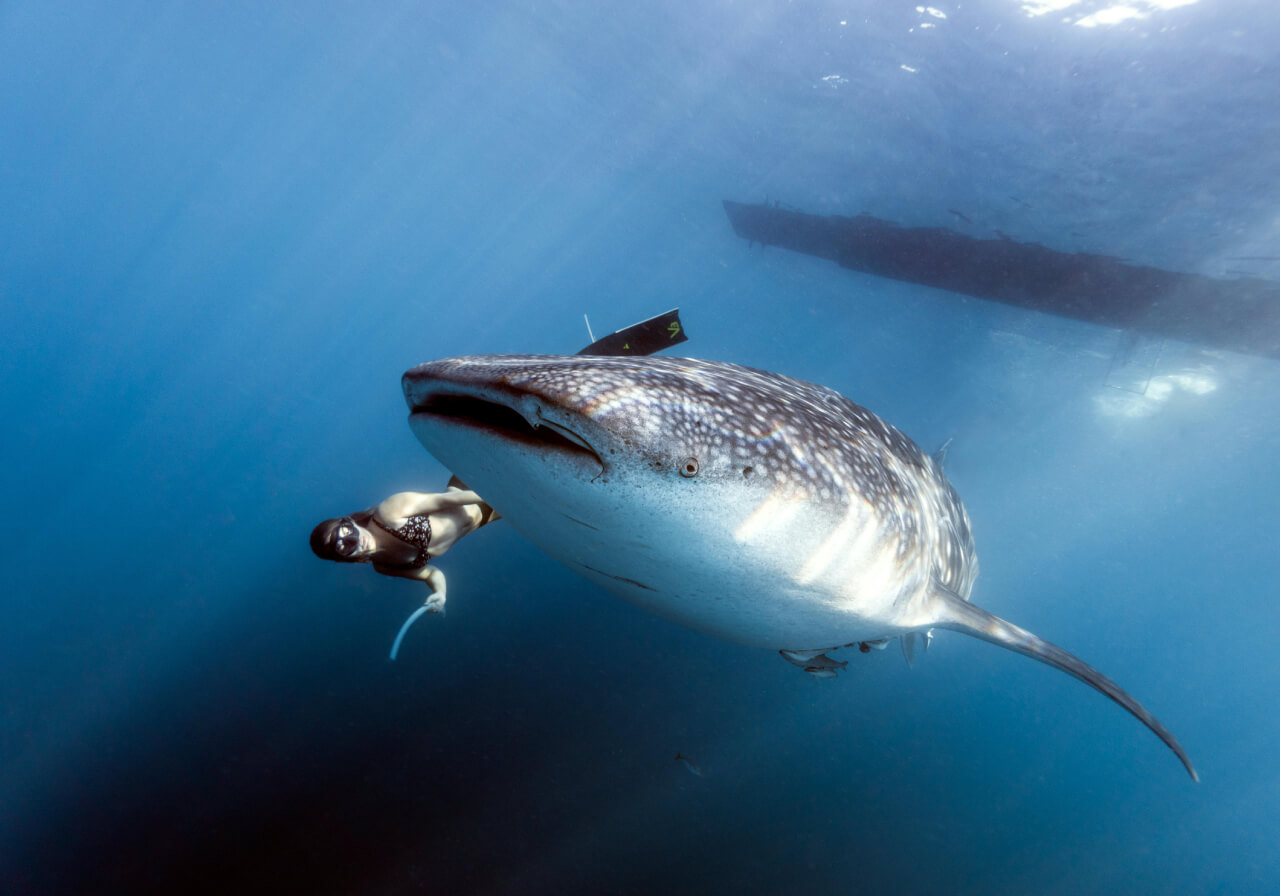 Mejores destinos para nadar con el tiburon ballena